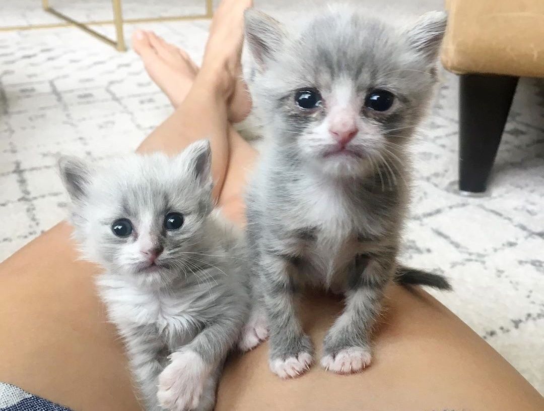 lego great white shark set