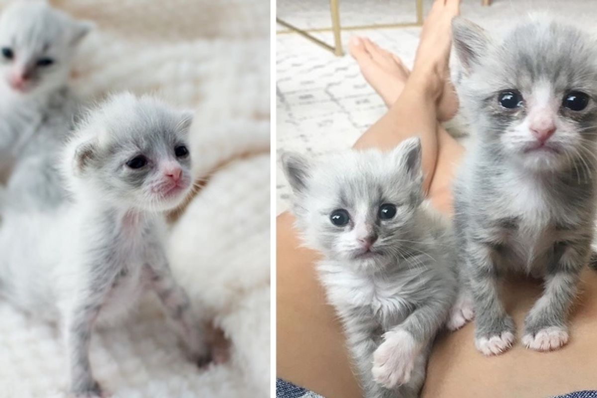 Kittens Found Huddled Together in Backyard, Get Help Just in Time