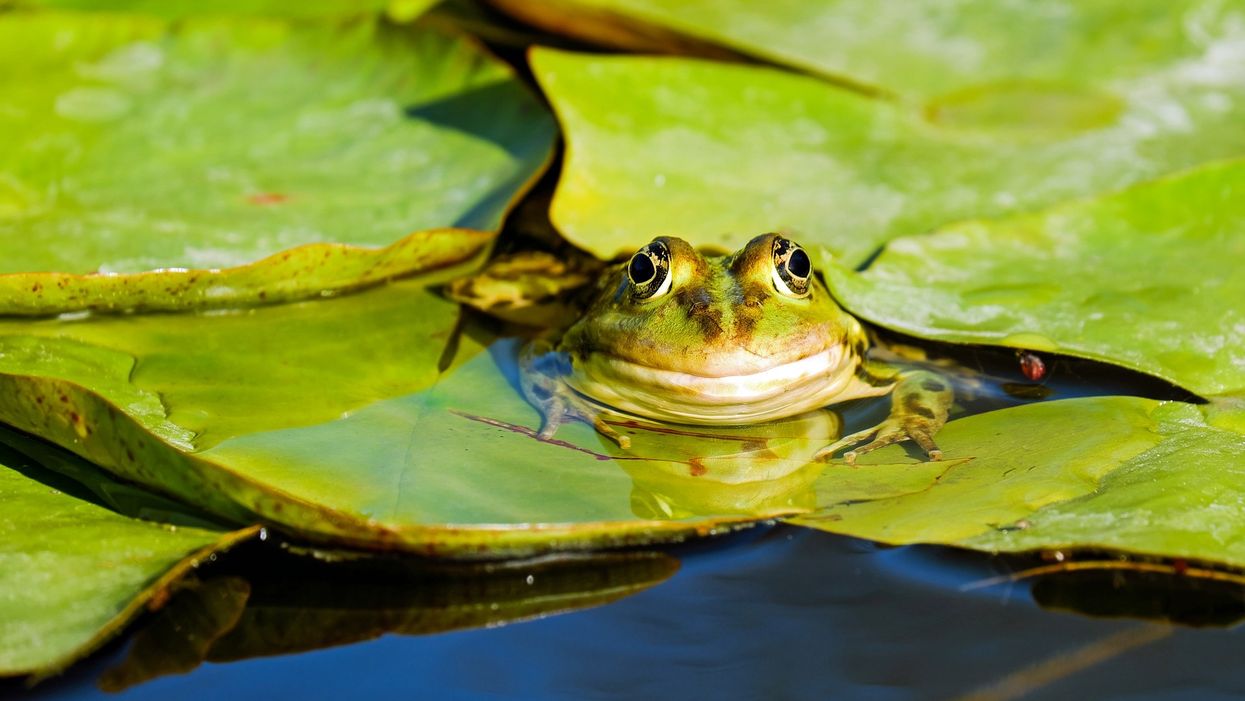 Florida man finds clever little frogs hiding in windchimes from Hurricane Dorian