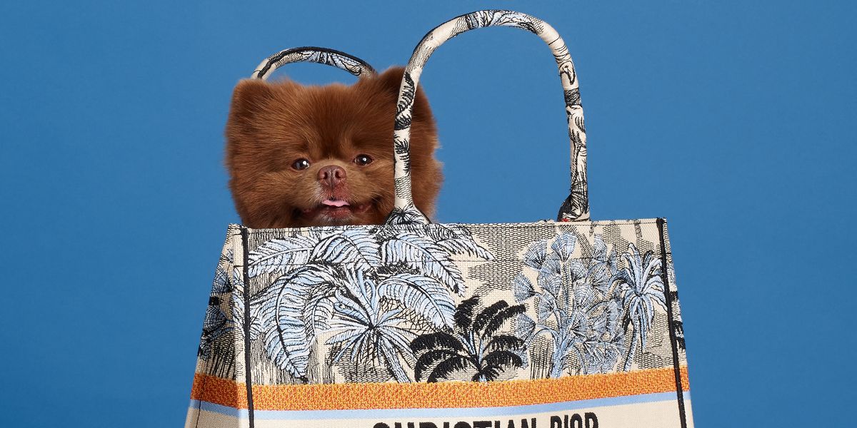 Bert's Outta the Bag: Instagram's Favorite Pom Models 12 Fall Bags