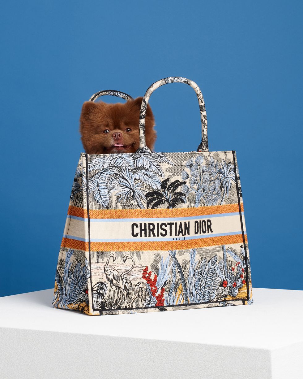 pomeranian puppy in dior bag