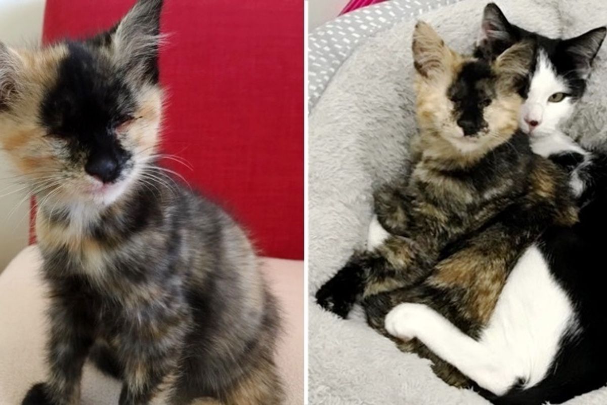 Blind Kitten Befriends Another Rescued Kitty Who Needed a Friend to Cuddle