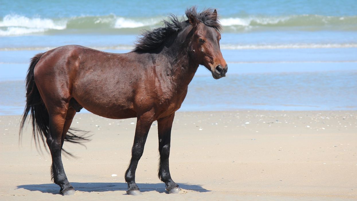 Wild horses of North Carolina will ride out Hurricane Dorian using a centuries-old trick