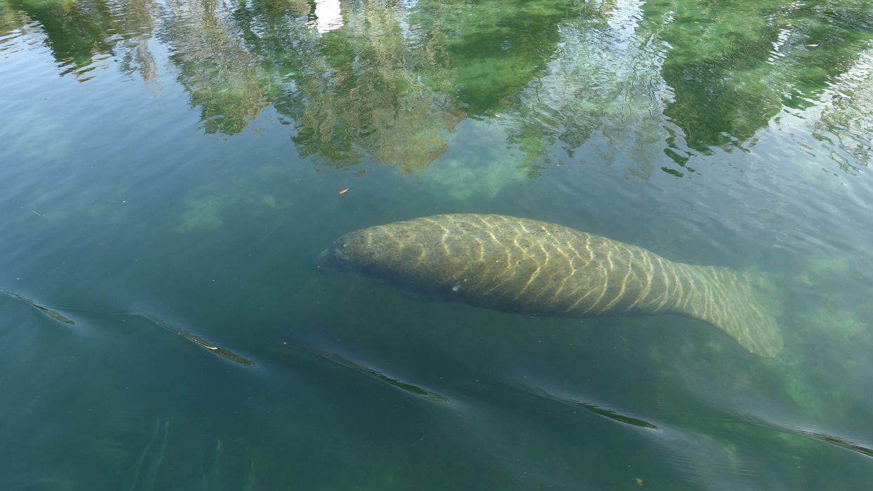 Florida woman finds manatee swimming in flooded backyard