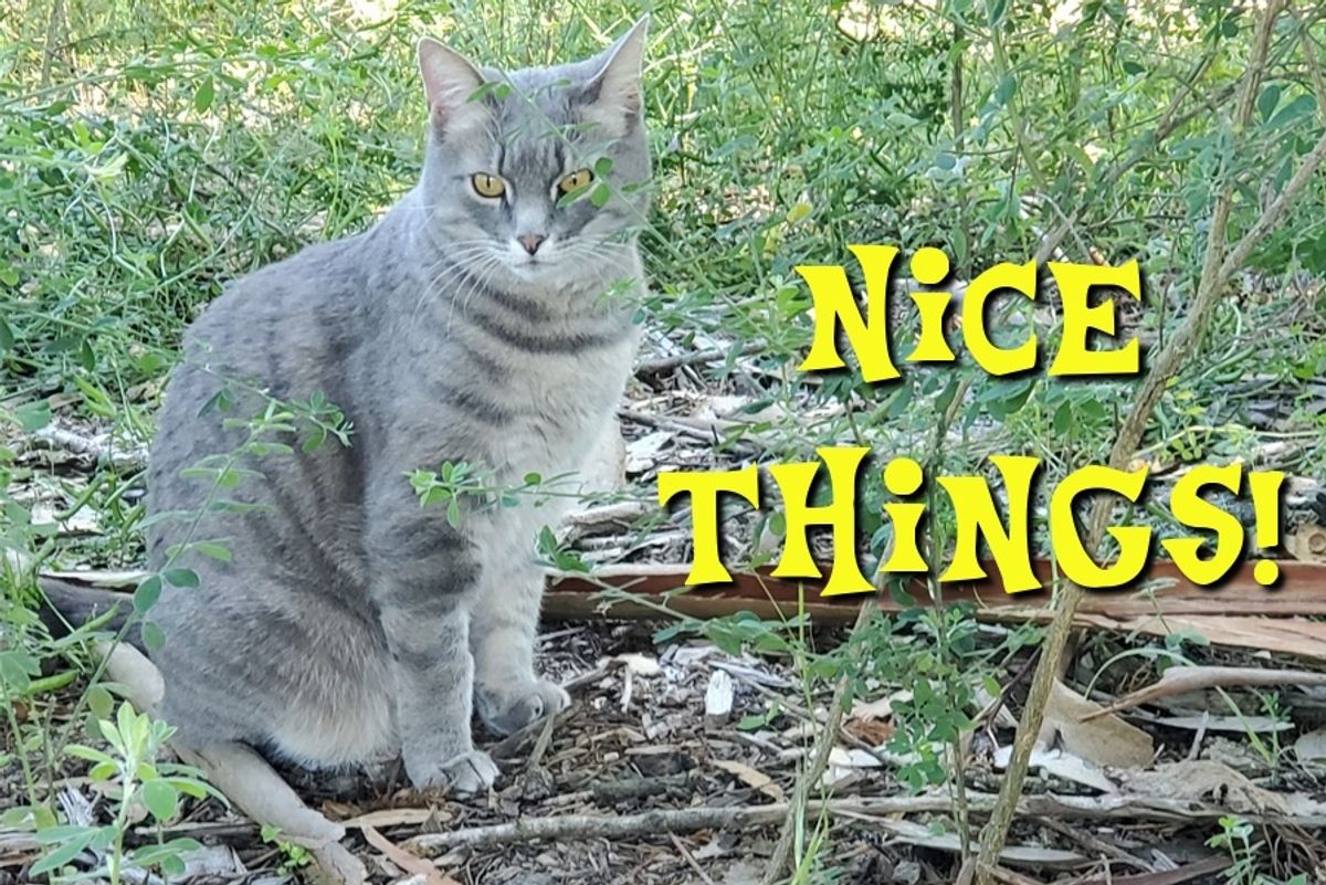 You Don't Need A Weatherman To Know We've Got The Nice Things