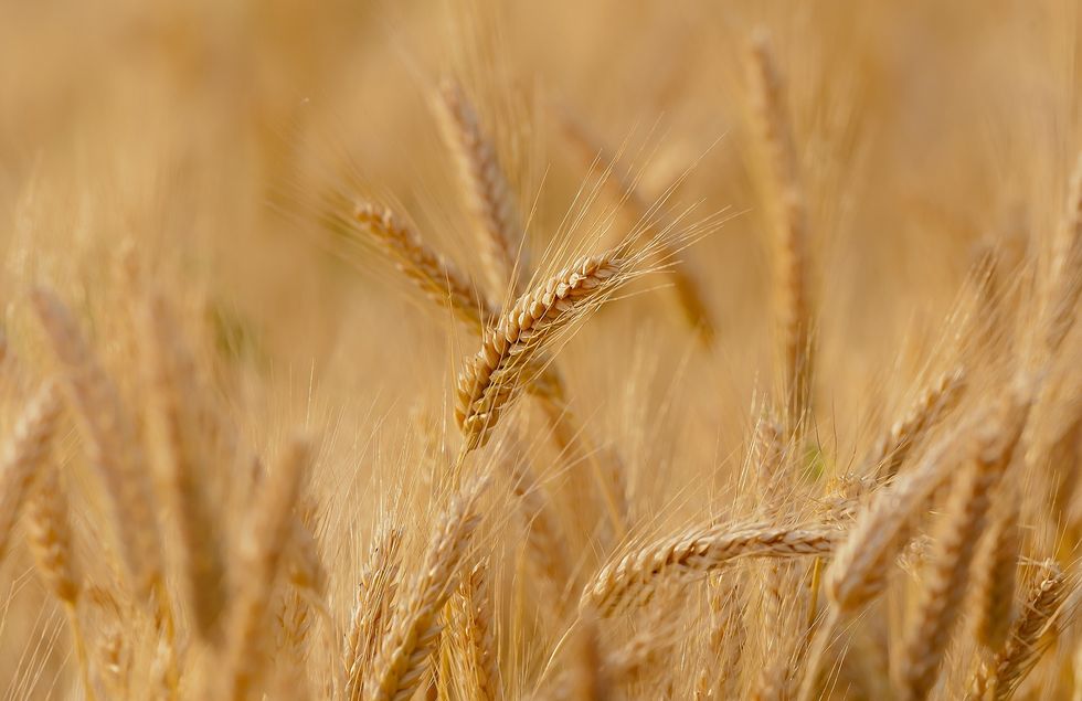 The Wheat and Tares Grow Together