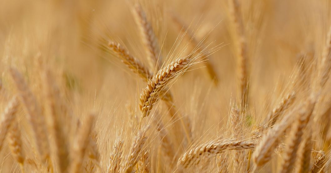 The Wheat And Tares Grow Together
