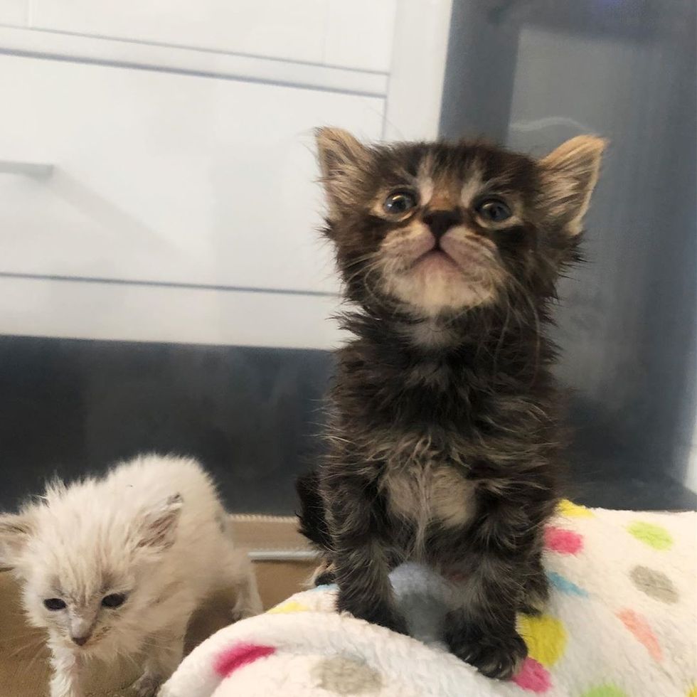 Kitten Cuddles Her Rescuer and Won't Let Go After She Was Nursed Back ...