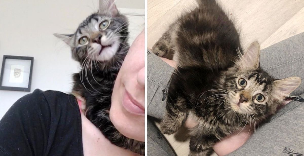 Kitten Cuddles Her Rescuer and Won't Let Go After She Was Nursed Back to Health