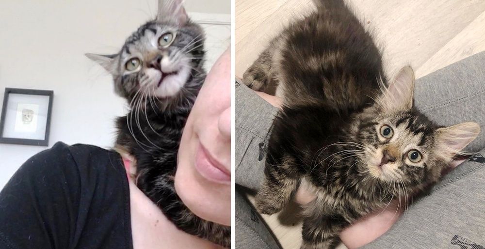 Kitten Cuddles Her Rescuer and Won't Let Go After She Was Nursed Back