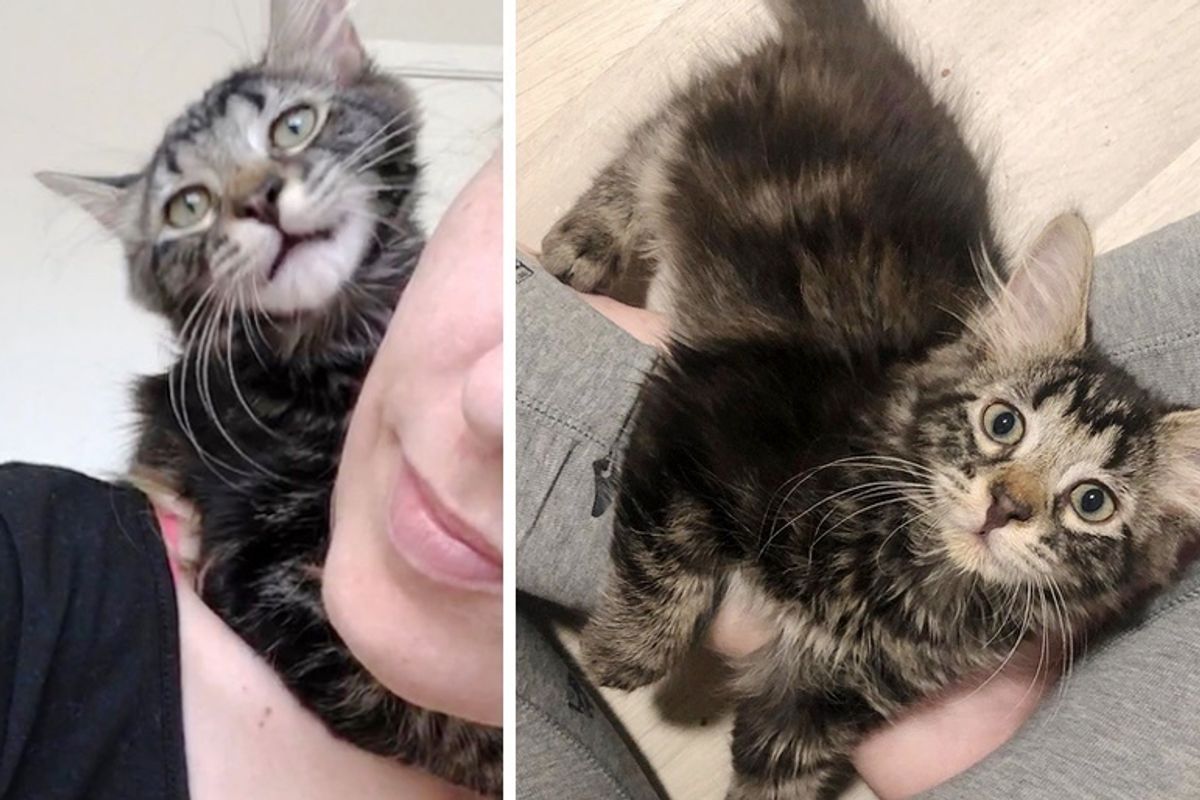 Kitten Cuddles Her Rescuer and Won't Let Go After She Was Nursed Back to Health