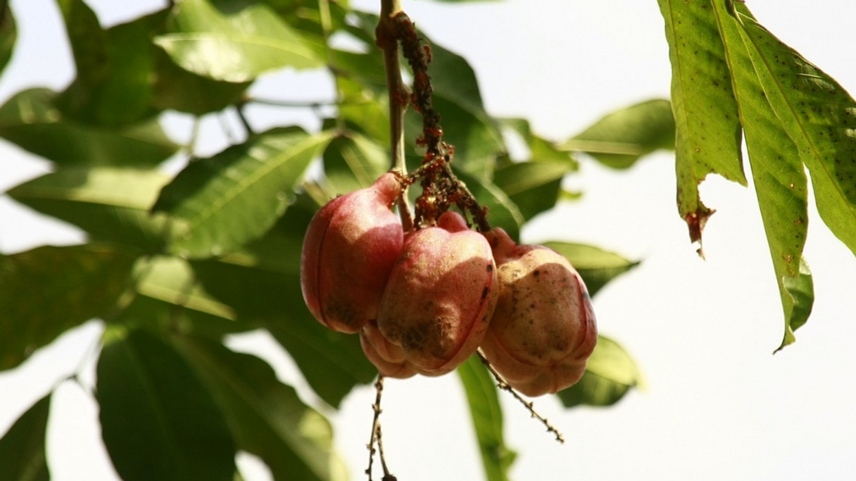 People Share Which Foods They Can't Believe Their Ancestors Discovered Were Edible