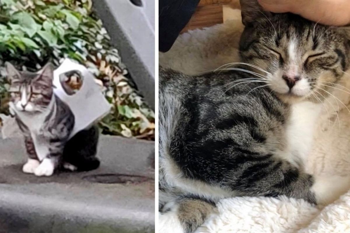 Woman Found Stray Kitten Trapped in Plastic and Rushed to Her Rescue