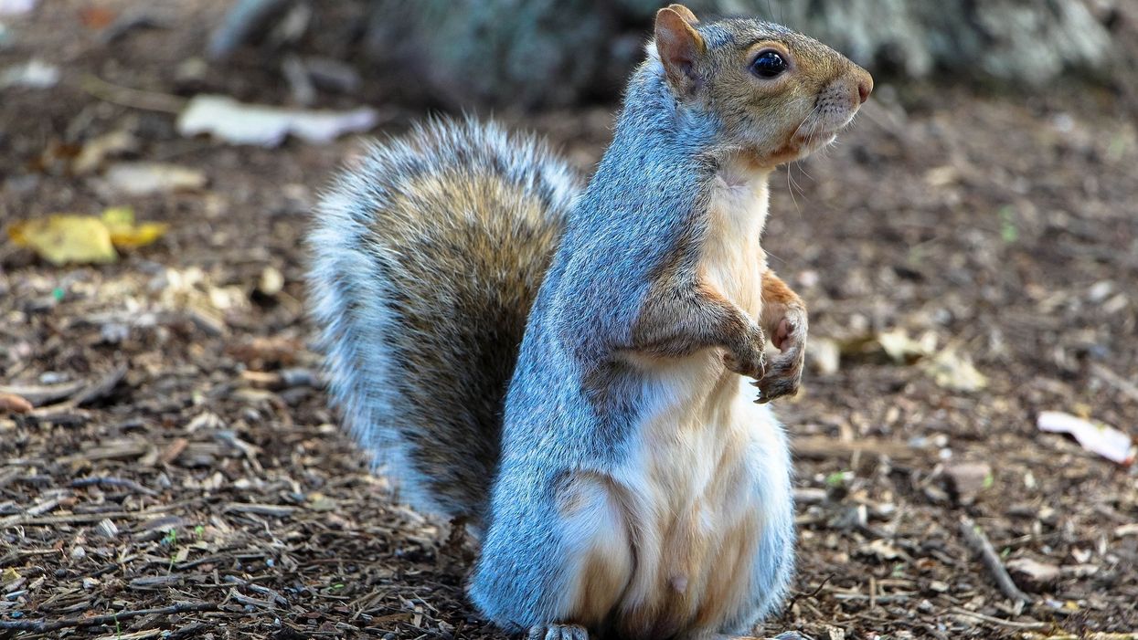 Squirrel tugs on Virginia woman's pant leg, leads her to its injured baby