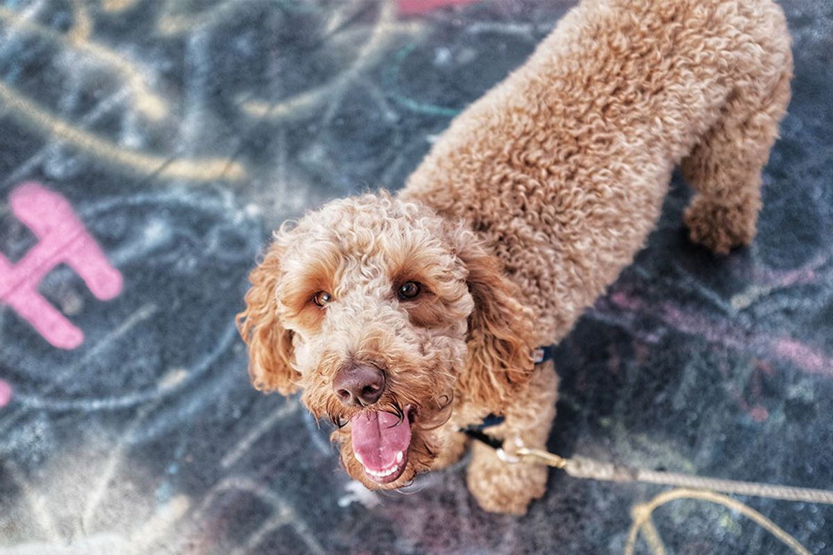 The creator of the labradoodle says he made a mistake