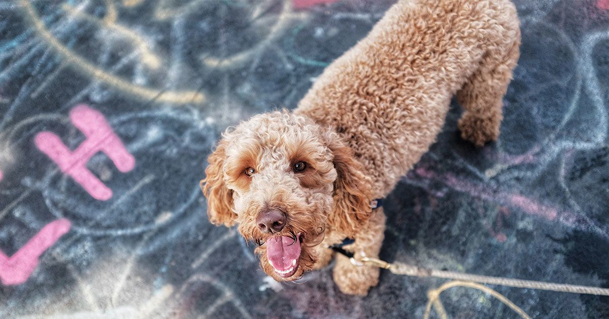 The creator of the labradoodle says he made a mistake