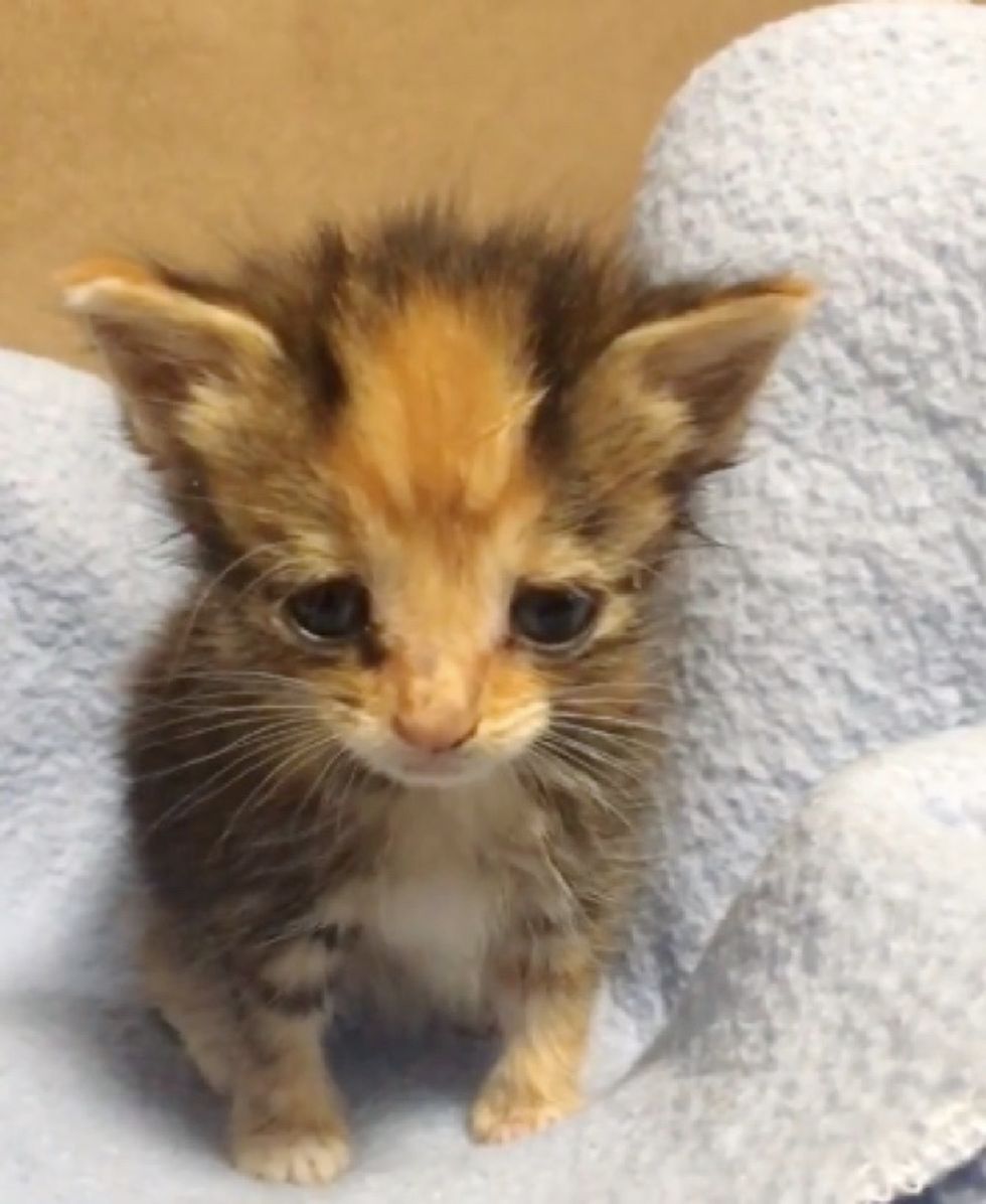 Worker Finds Calico Kitten Meowing Outside Alone And Rushes To Help