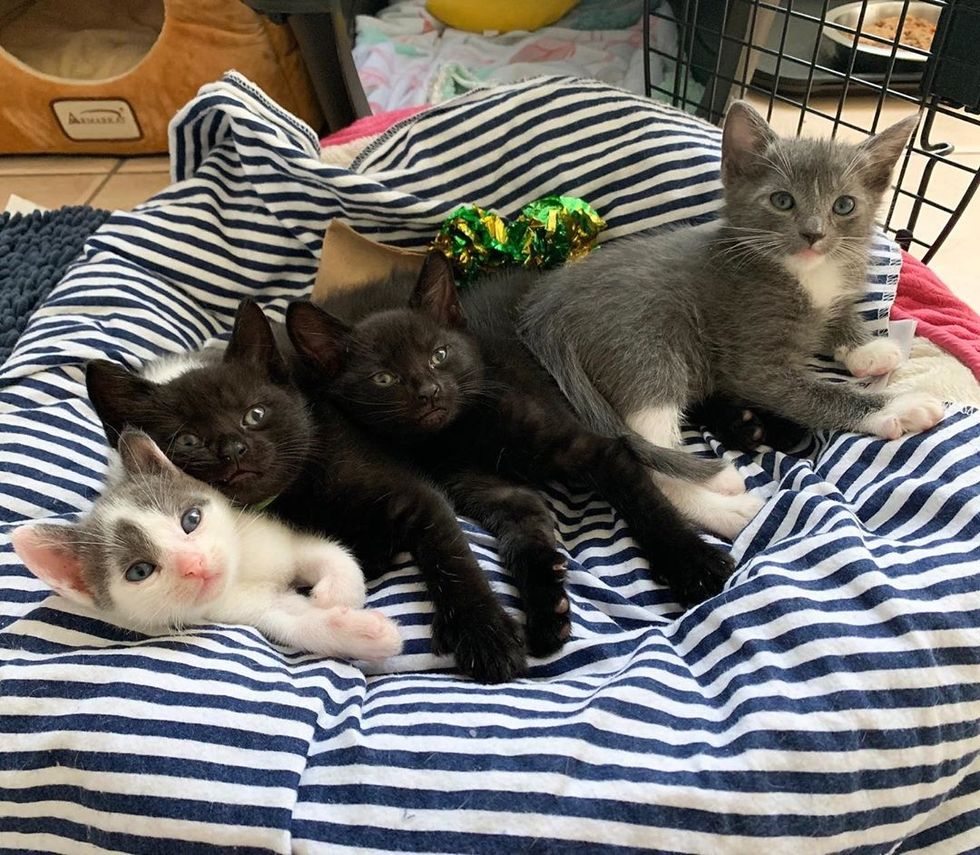 Rescued Cat Takes Orphaned Kittens Under Her Wing - One of Them is Much ...