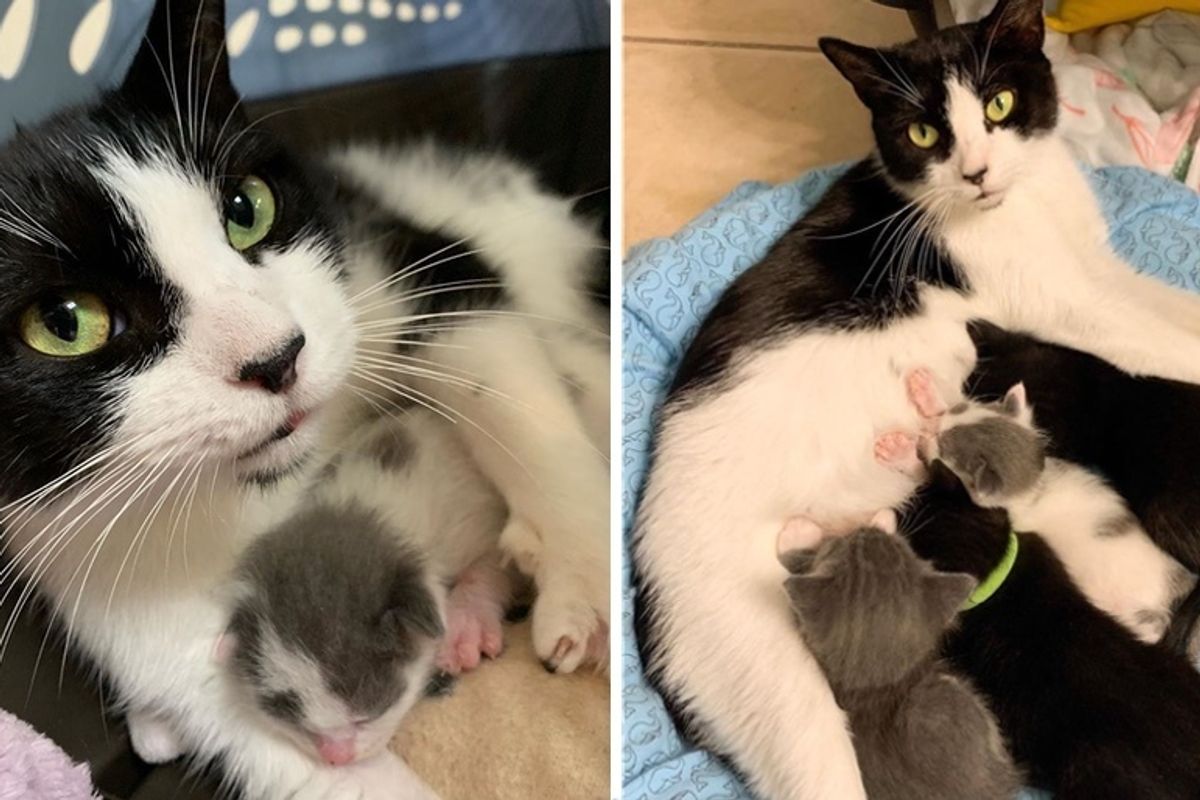 Rescued Cat Takes Orphaned Kittens Under Her Wing - One of Them is Much Tinier