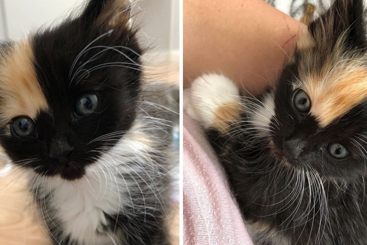 Kitten Rescued from Feral Life, Discovered Warm Lap and Couldn't Stop Cuddling