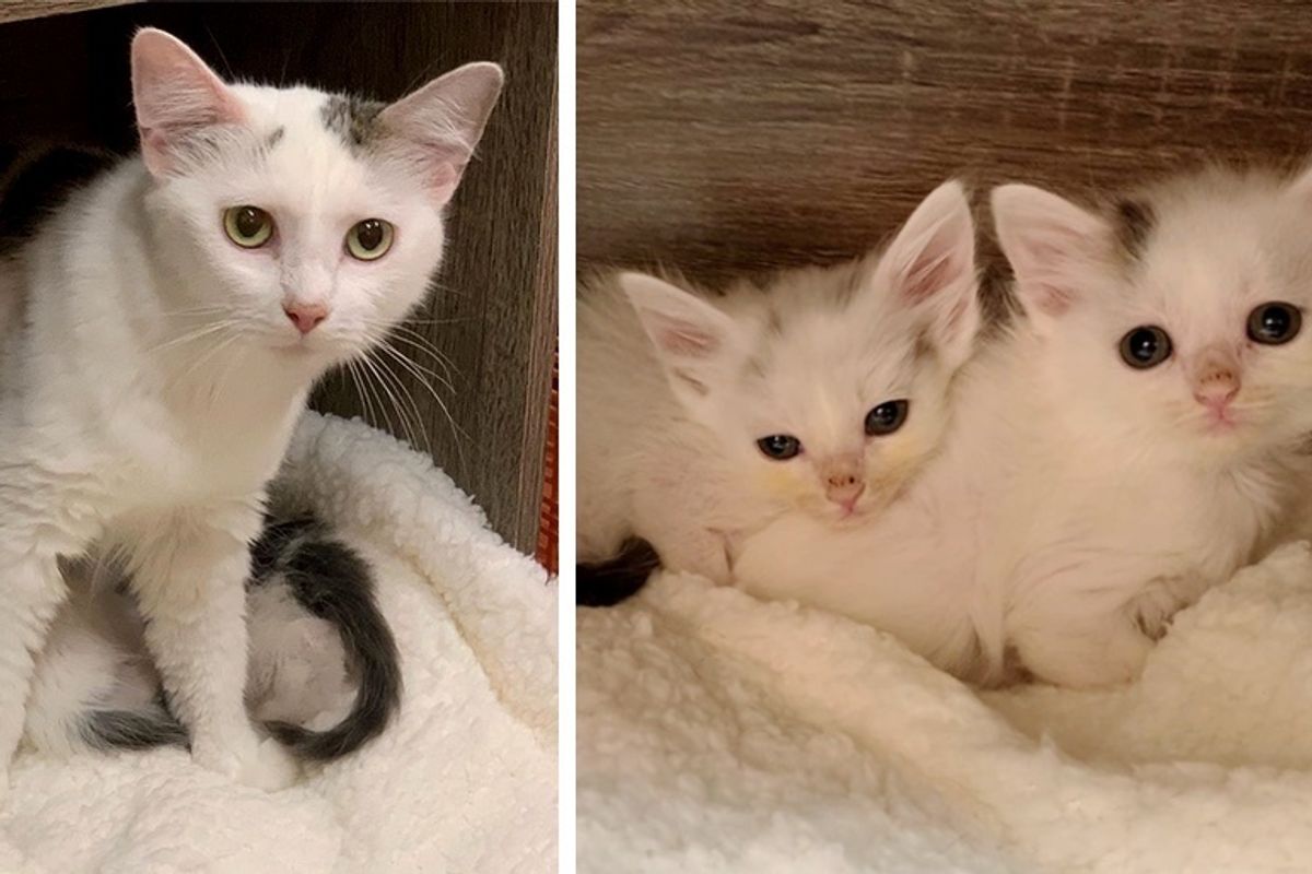 Rescuers Found Kittens Left Behind in House and Came Back for Missing Cat Mom