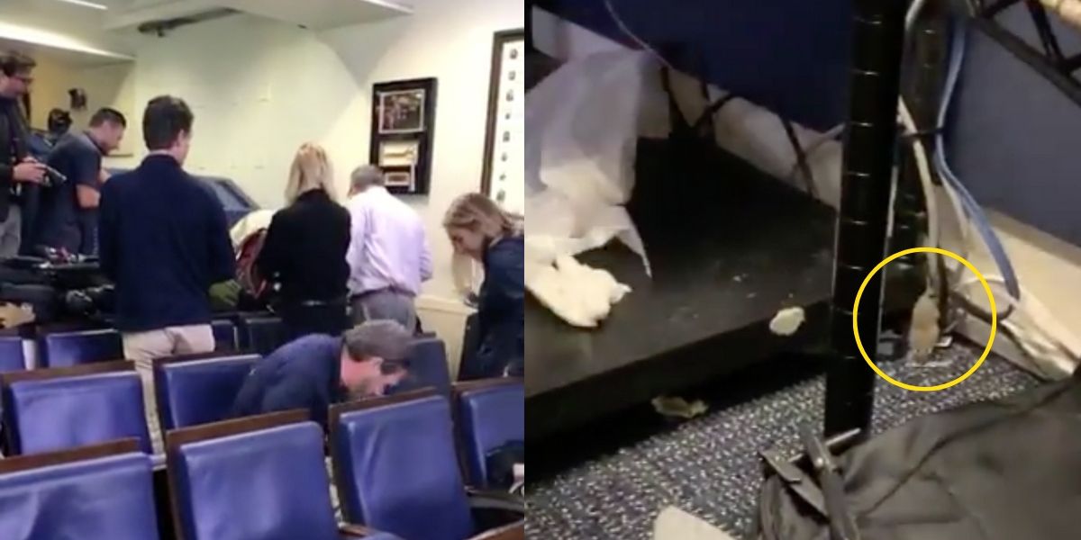 Reporters Give Chase After Mouse Falls From White House Ceiling Onto NBC Journalist's Lap