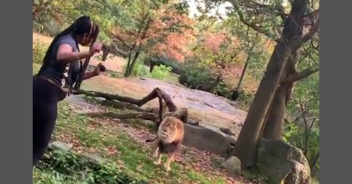 Woman Who Climbed Into Bronx Zoo Enclosure To Taunt Lion Identified