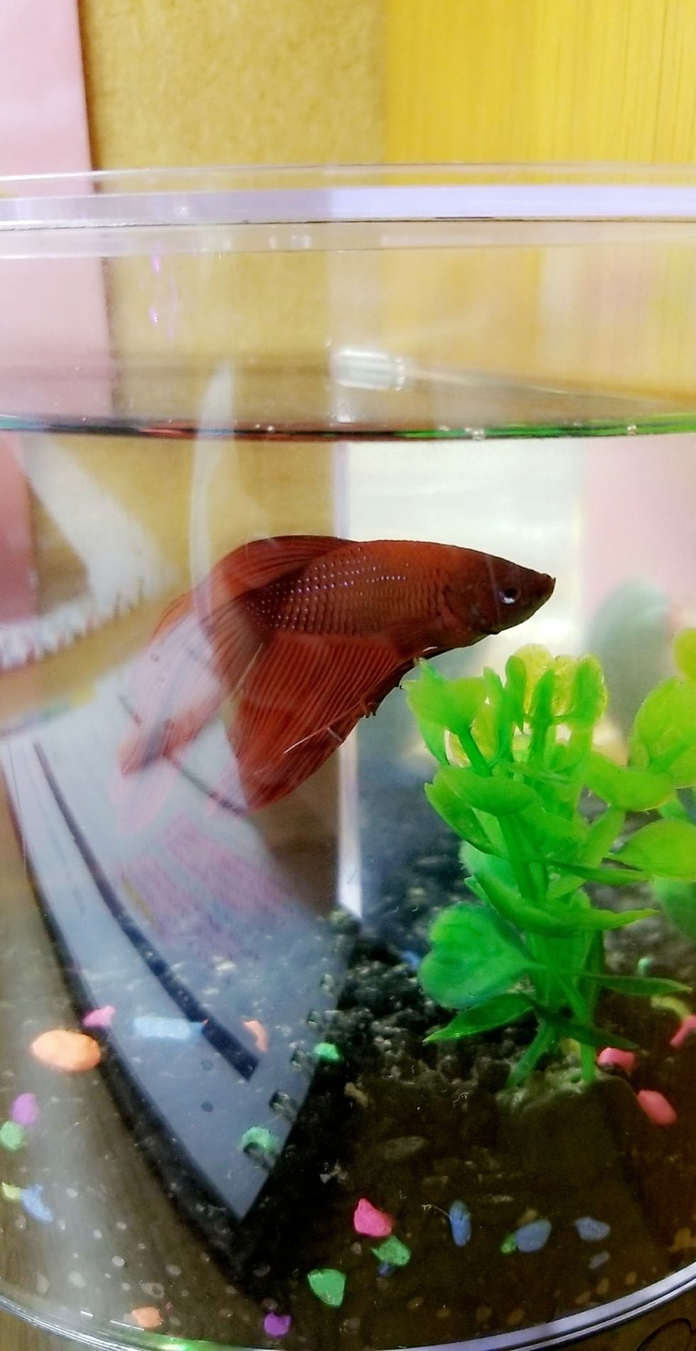 Honestly, Getting A Fish Was The Best Decision For Me