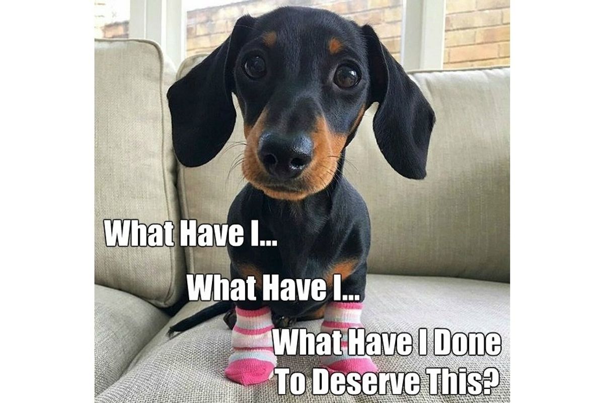 That Time A Dachshund Almost Got Murdered Because Two Dipsh*ts Couldn't Stop Fighting About Seth Rich