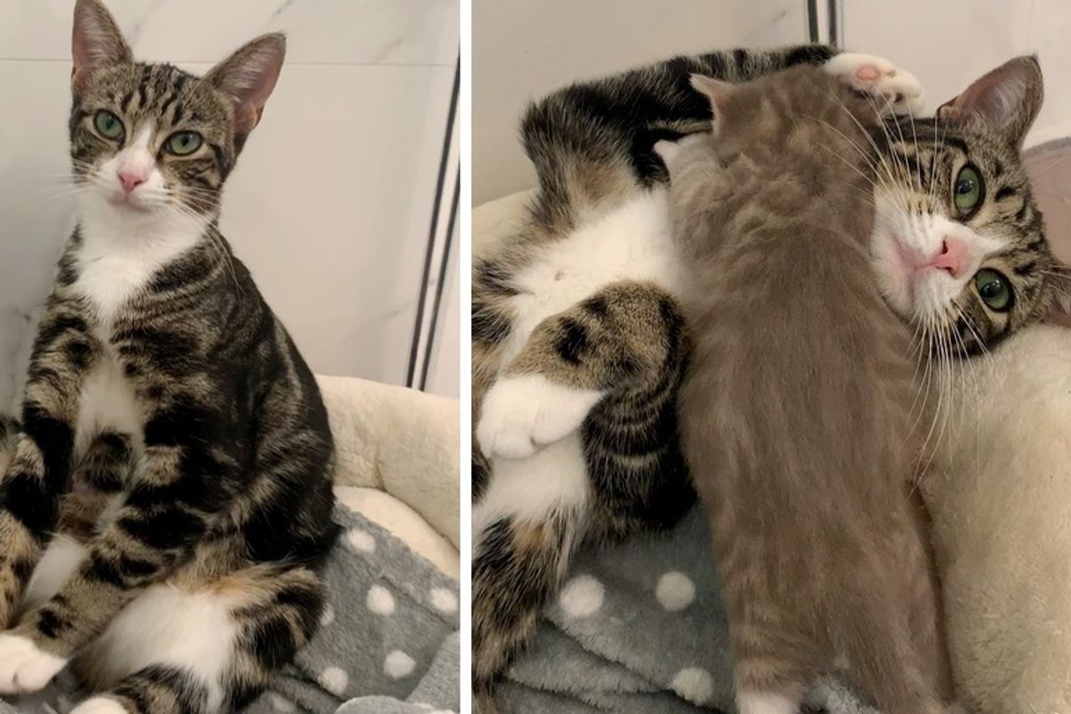 Cat So Happy to Find Help for Her Kittens After They Were Rescued from Garage