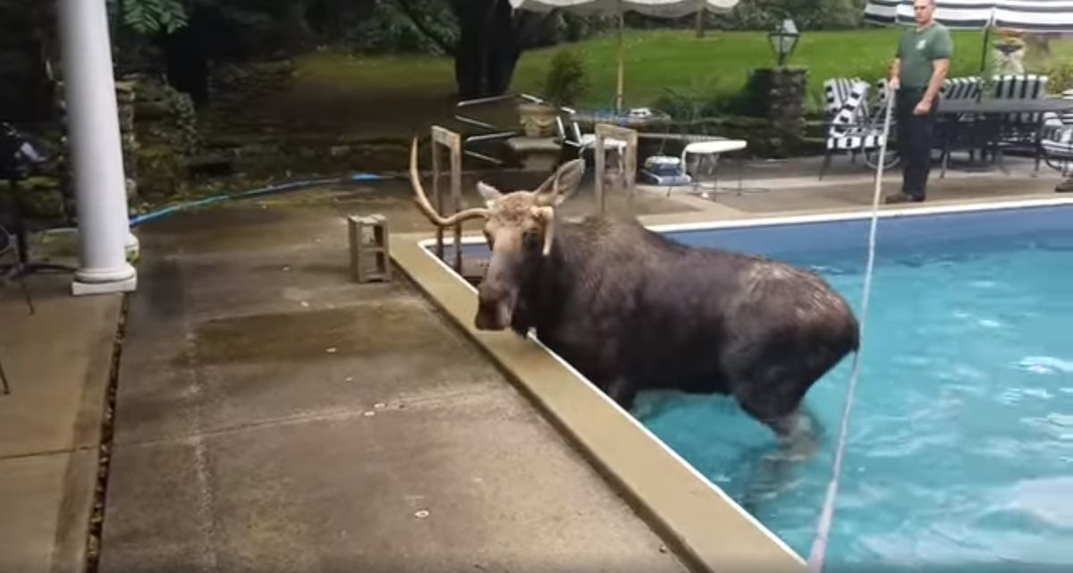 Rescuers Get Creative To Help Moose Trapped In New Hampshire Swimming Pool