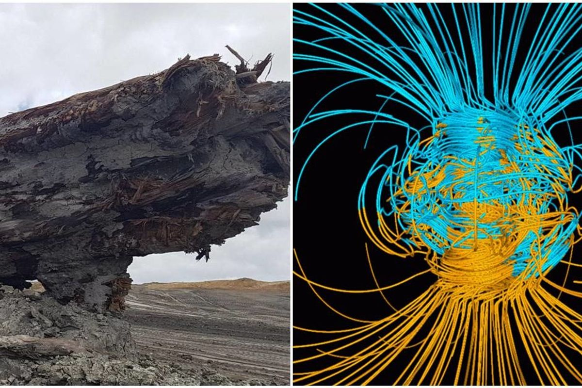 An ancient tree is the first ever found to have a record of Earth's magnetic field reversal