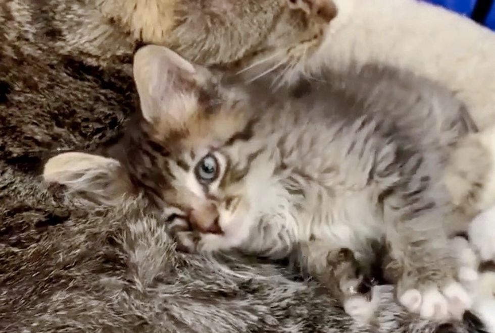 Cat Takes Alley Kitten Under His Wing So She Won't Be Alone - Love Meow