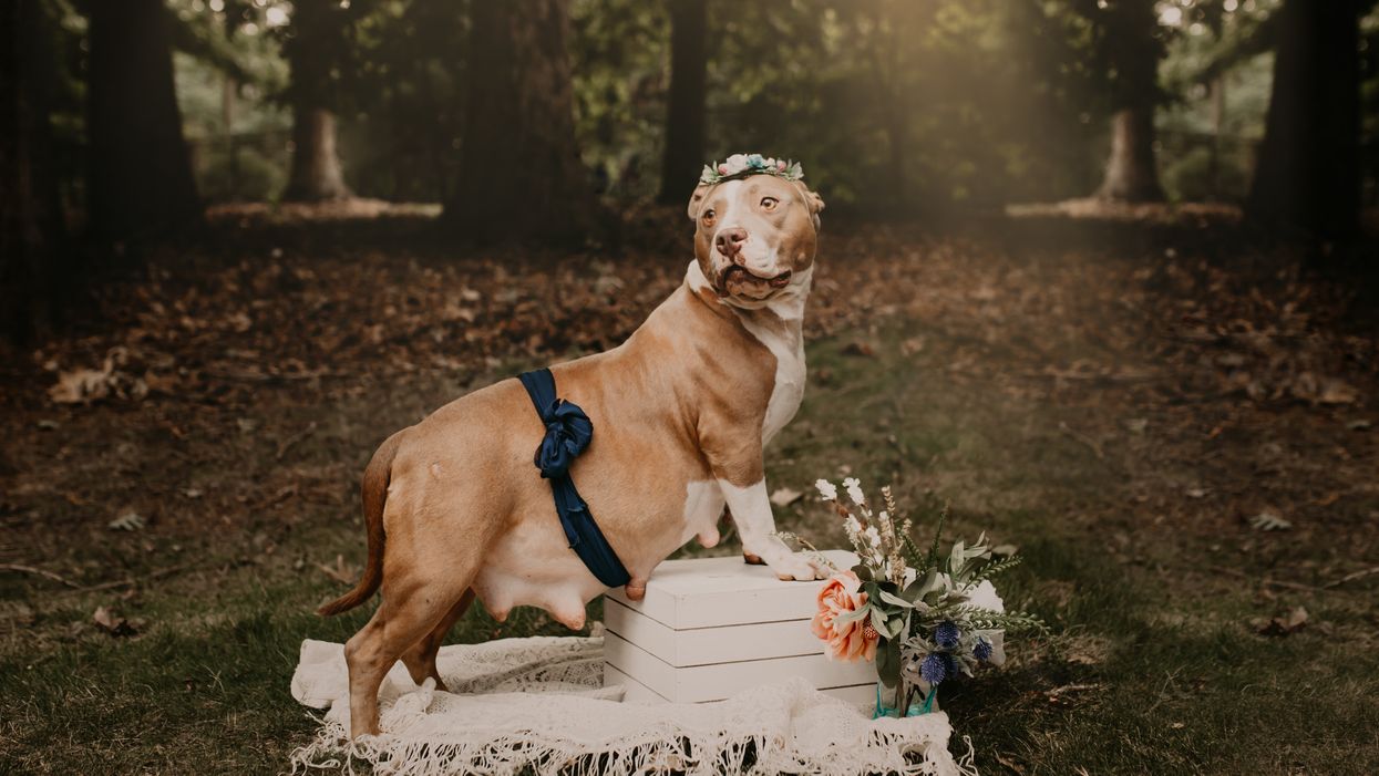 A North Carolina rescue pampered an abandoned, pregnant pitbull with an adorable maternity shoot