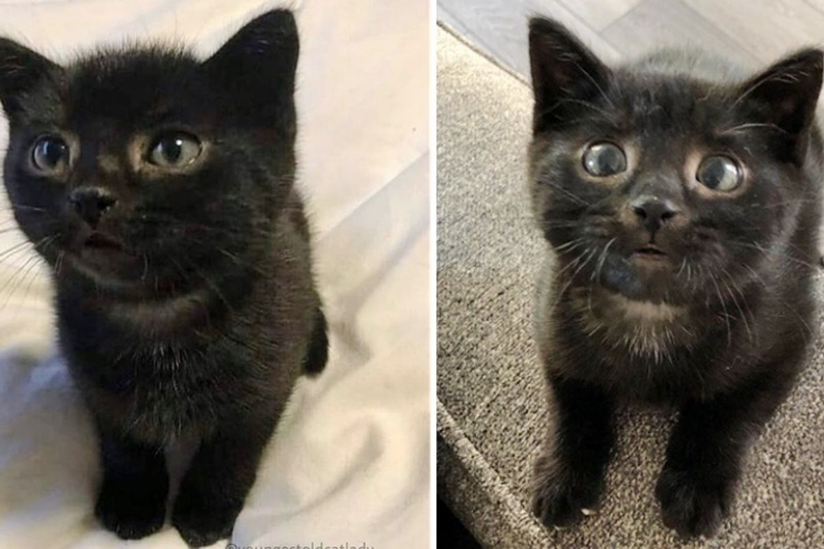 Woman Went to Rescue Kitten But Found Another One Just Half the Size