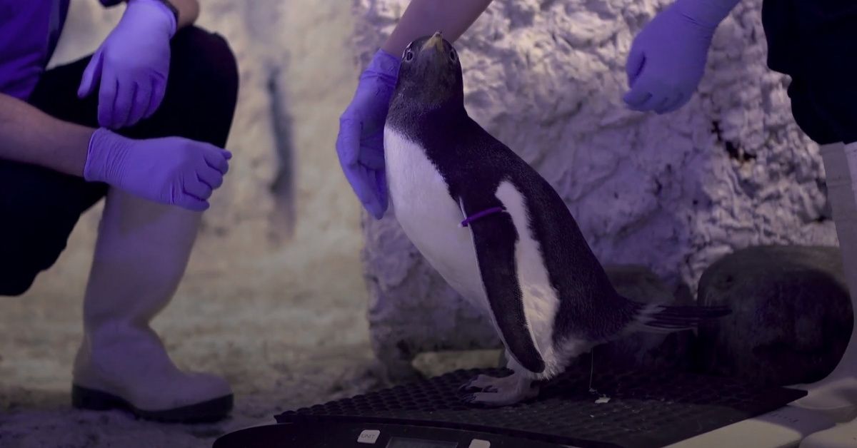 London Aquarium Will Raise Adopted Penguin Chick As Gender Neutral