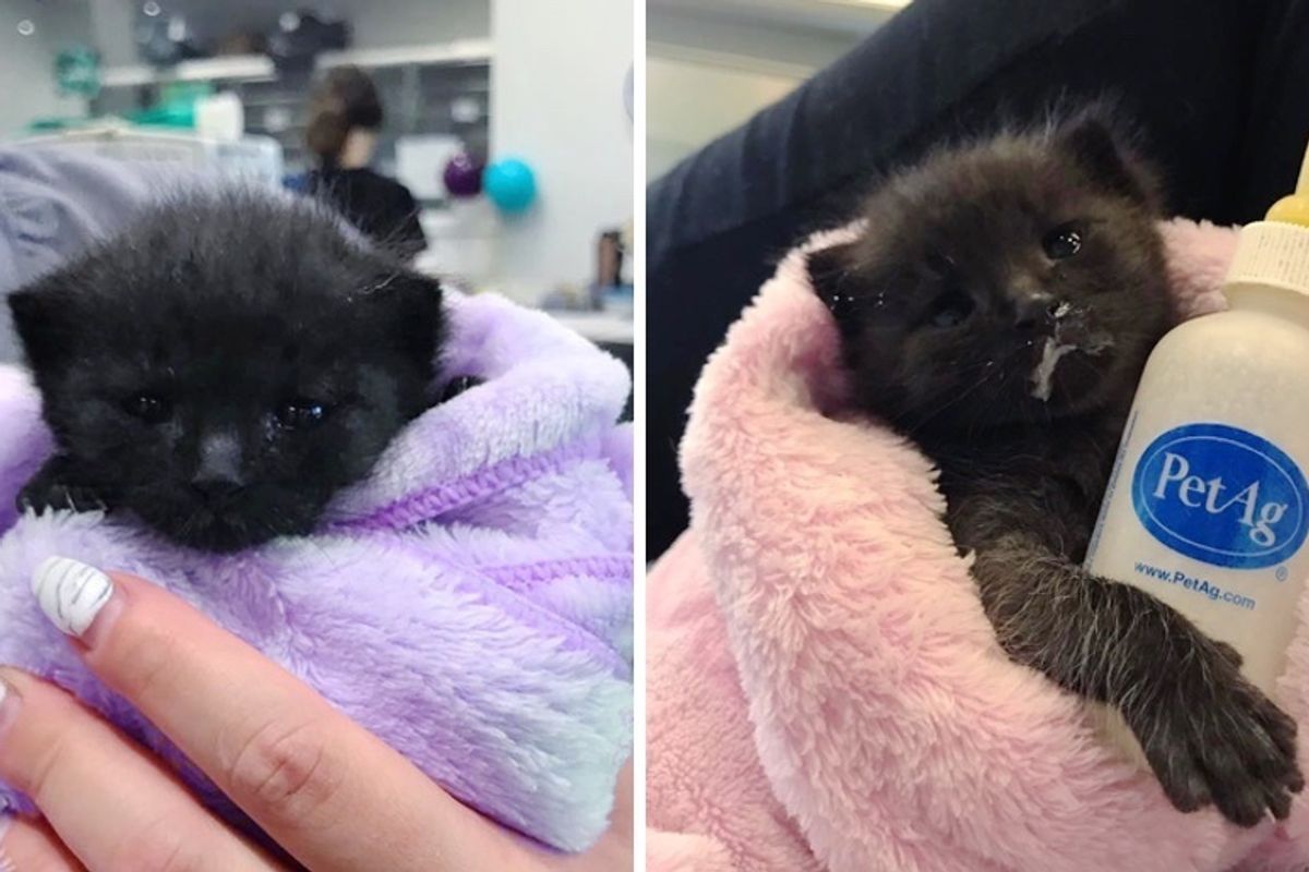 Kitten Found Alone in a Garden, Grabs His Bottle and is Determined to