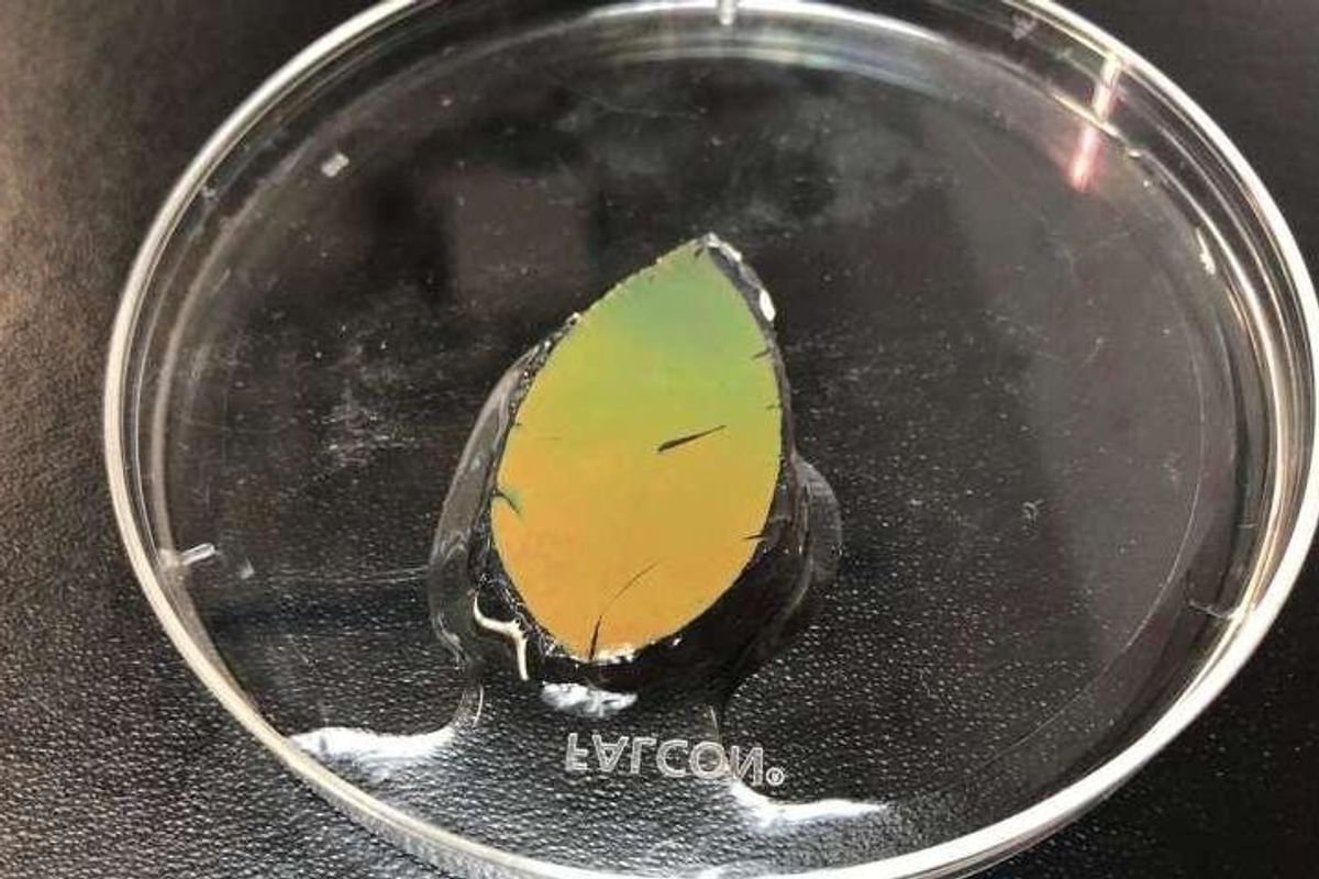 A leaf-shaped object that's yellow and green in a bowl of water