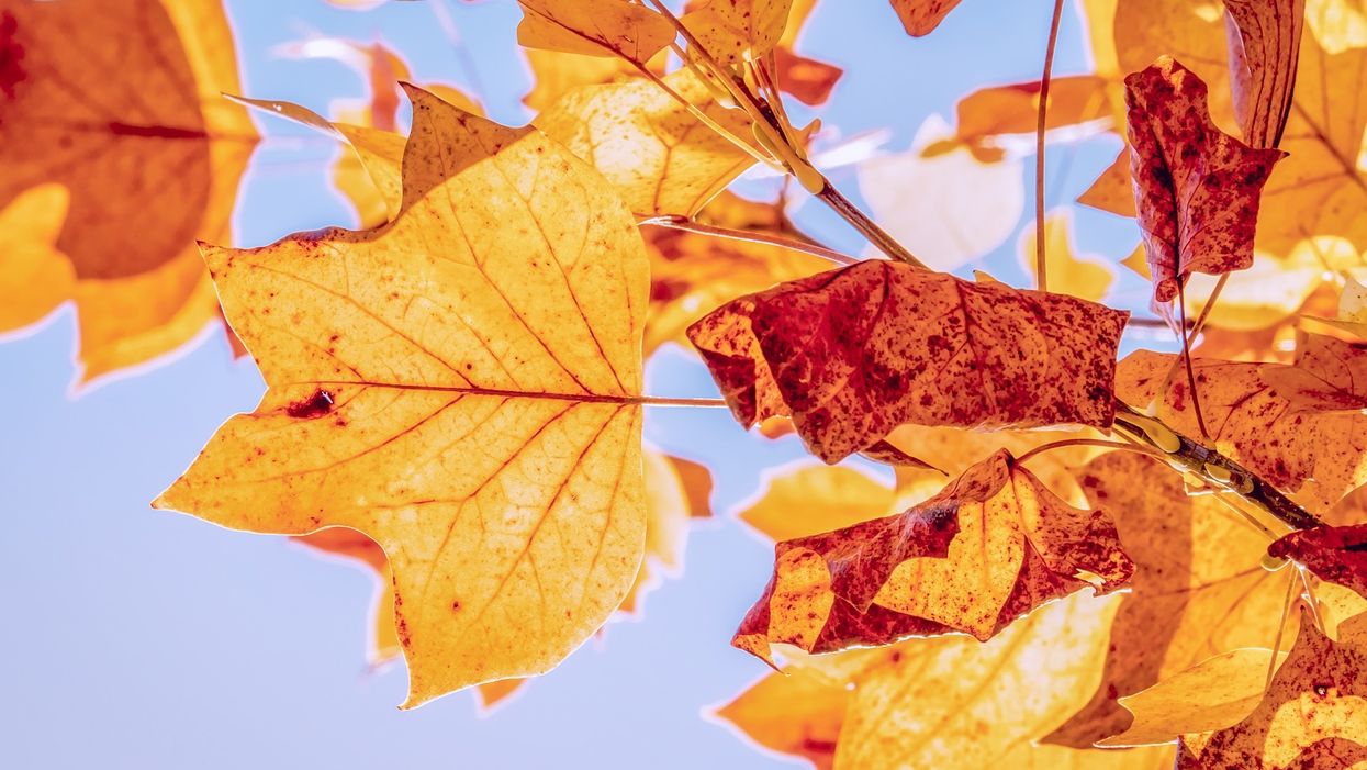 This interactive map predicts when fall colors will hit the South