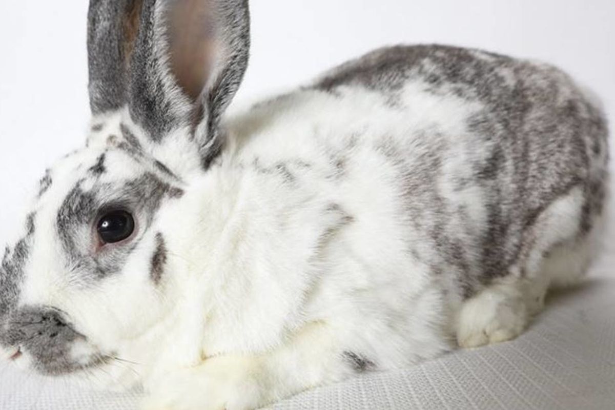 The EPA announced it will begin to phase out animal testing