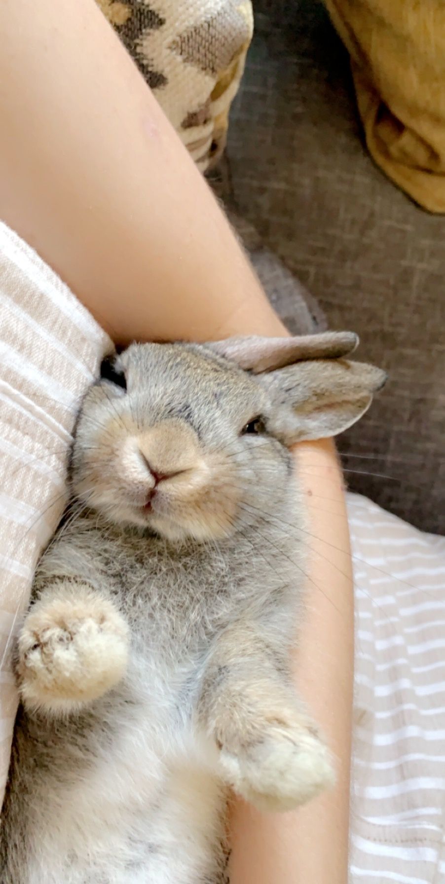 personal support animal