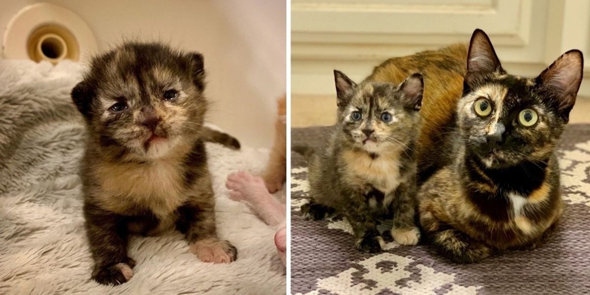 Street Cat Finds Family to Help Raise Her Kittens — Her Tiny Lookalike