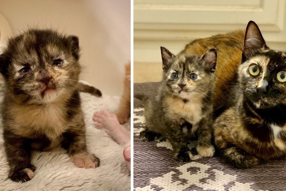 Street Cat Finds Family to Help Raise Her Kittens — Her Tiny Lookalike is Determined to Stand Out