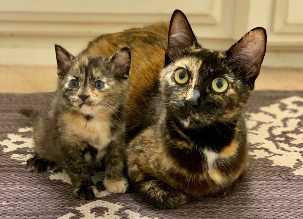 Street Cat Finds Family to Help Raise Her Kittens — Her Tiny Lookalike ...