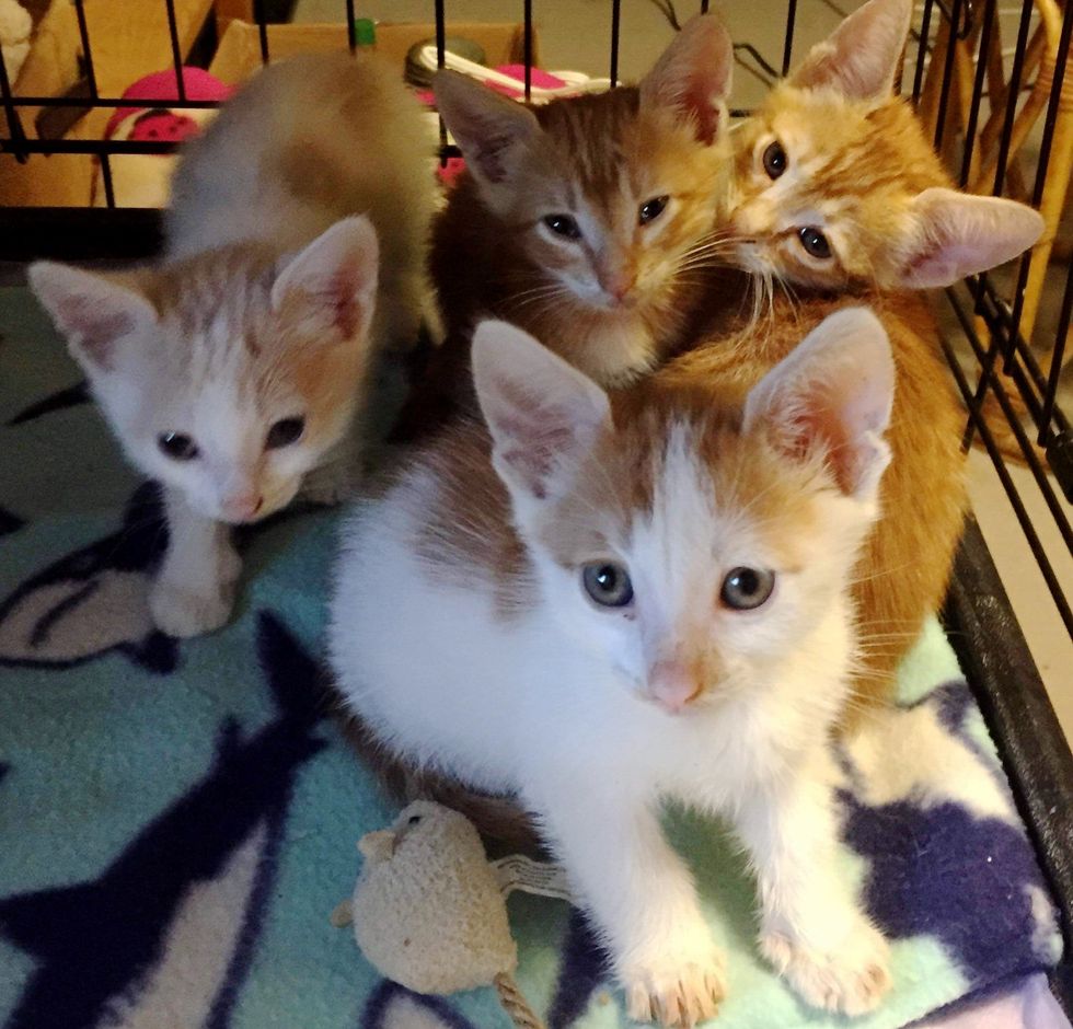 Rescuers Found Kittens in Garbage Bag and Went Back for Their Cat Mom ...