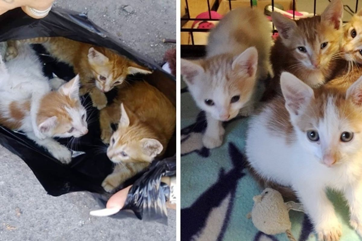 Rescuers Found Kittens in Garbage Bag and Went Back for Their Cat Mom