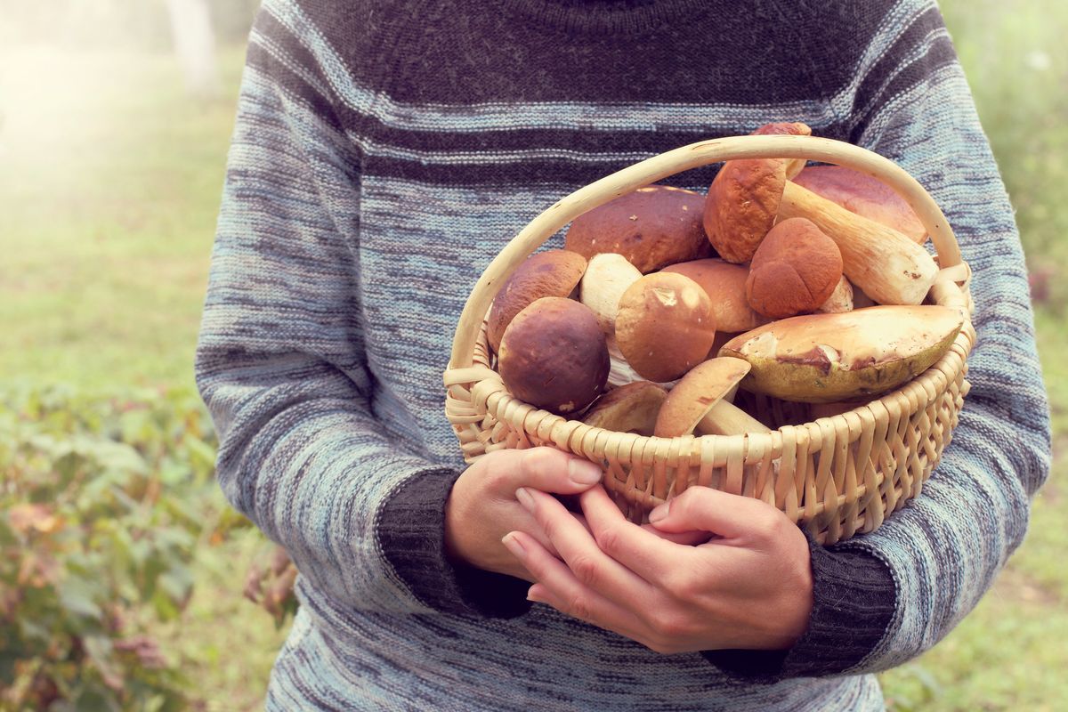 Passione funghi, comincia la «vendemmia dei boschi». Al Nord si attende una raccolta record