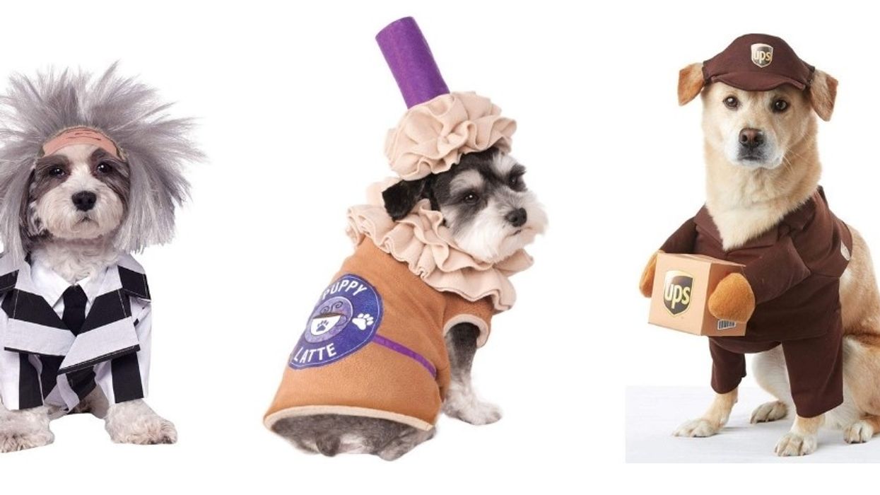 15 pet costumes perfect for Halloween