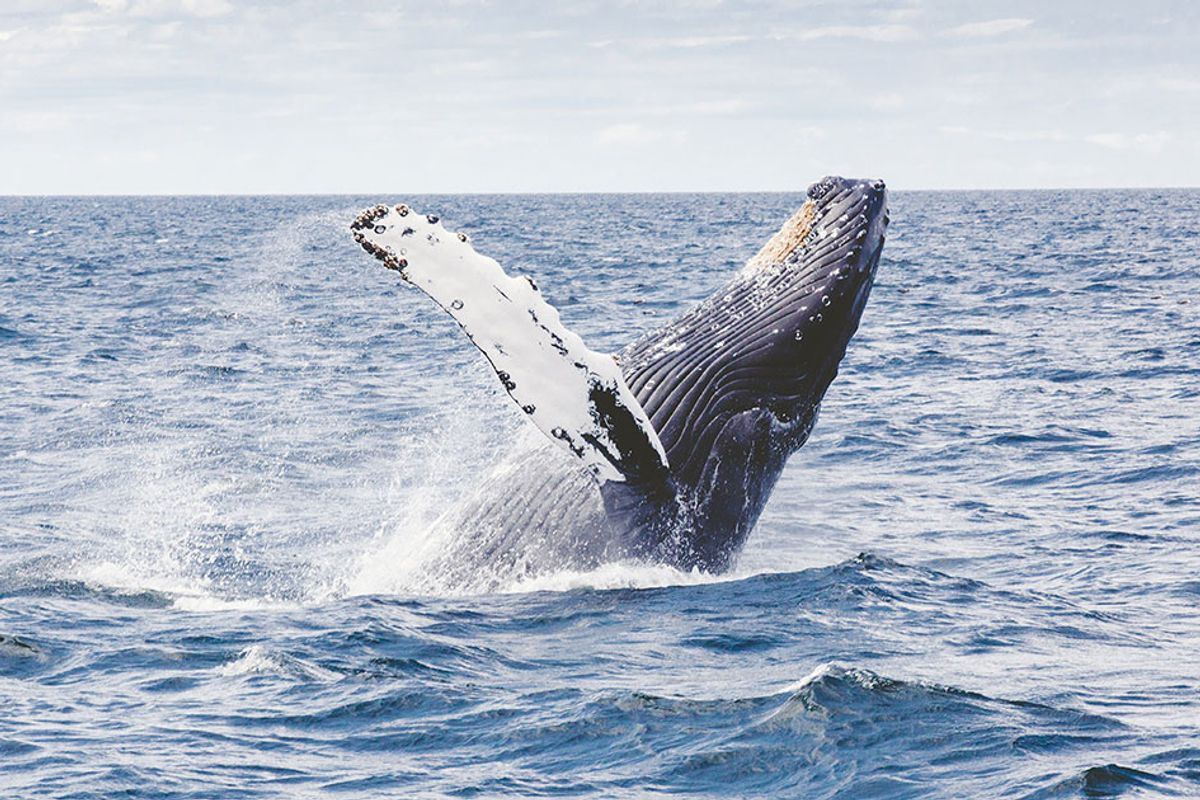 Whales' migration patterns can be tracked by their songs, researchers claim