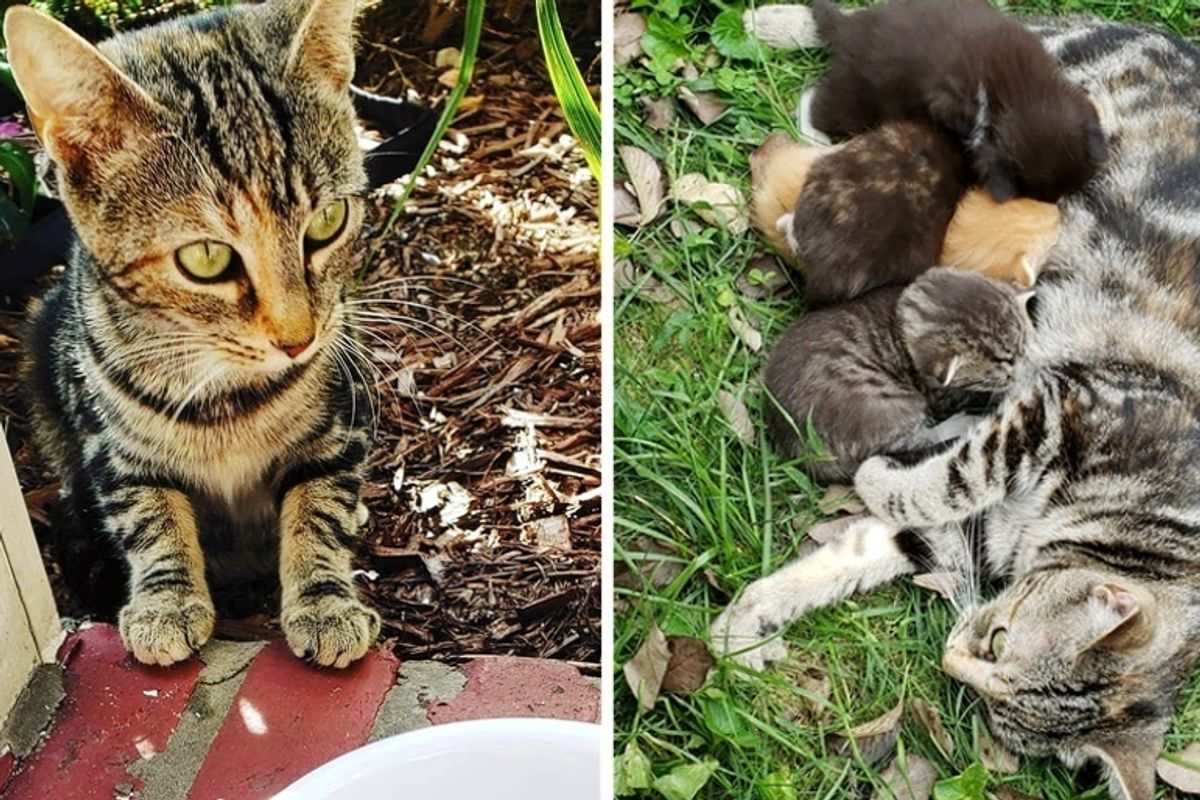 Stray Cat Comes Back to Woman Who Helped Her, and Takes Her to See Her Kittens